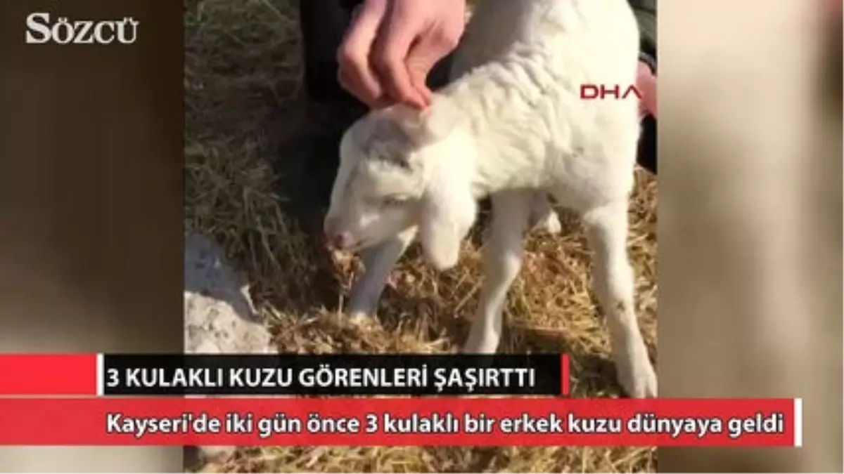 3 Kulaklı Kuzu Görenleri Şaşırttı