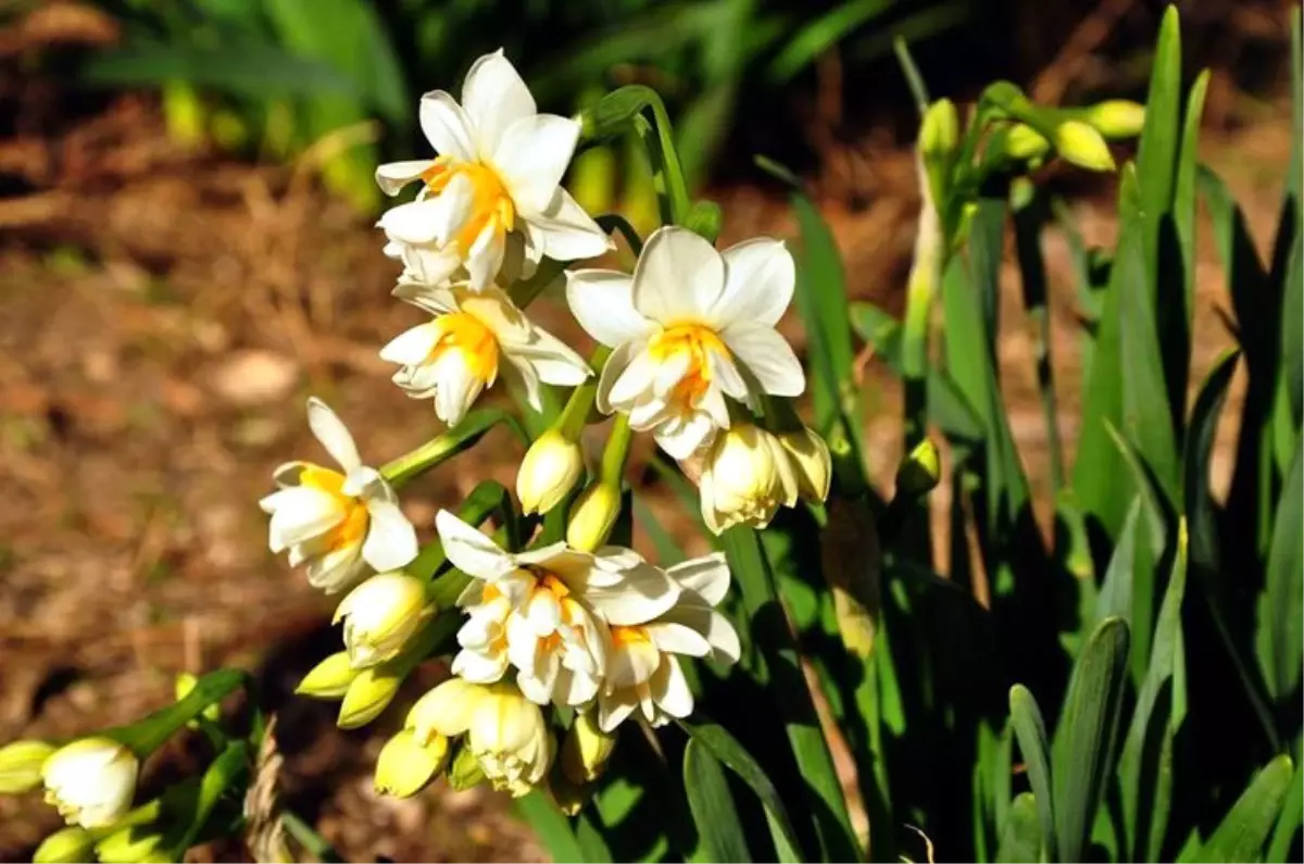 İlkbaharın Habercisi Nergis Çiçekleri Açtı