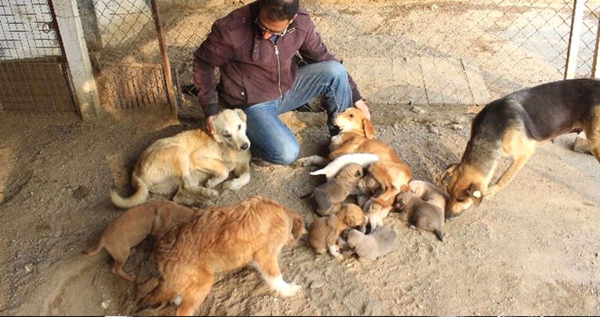 Ölen Köpeğin 2 Yavrusuna Başka Köpekler Annelik Yaptı