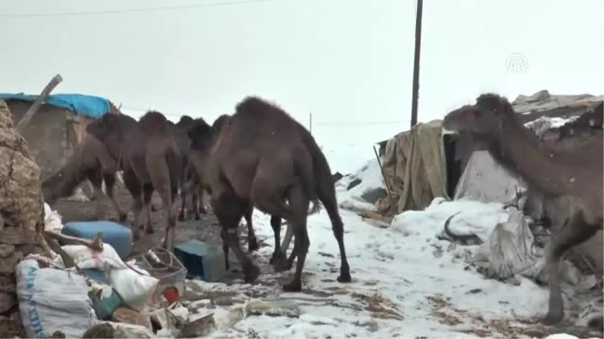 Suriye'den Getirilen Develer Turist Gezdirecek