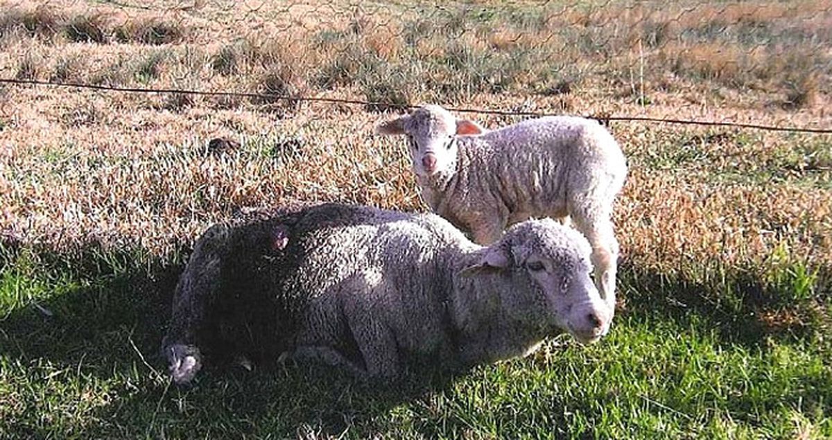 Koyunların Böbreklerini Çıkarıp Ölüme Terk Eden Köpek Öldürüldü