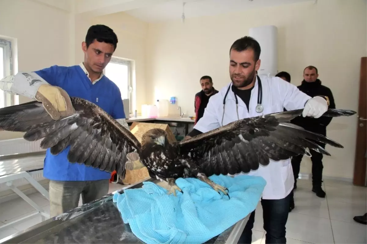 Yaralı Kartal Tedavi Altına Alındı