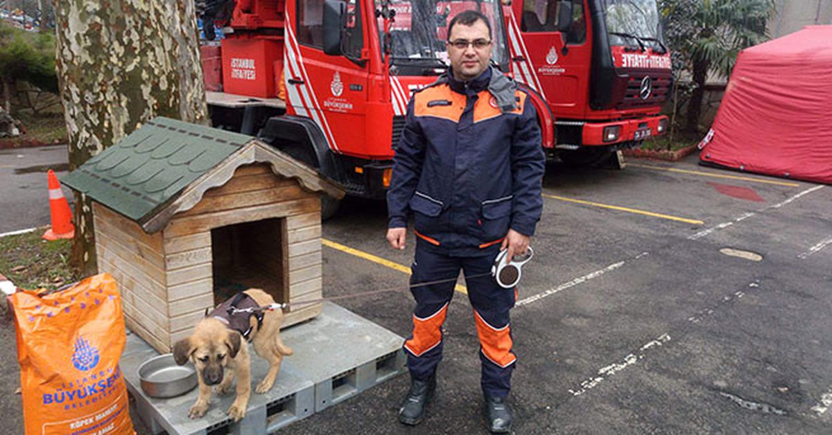 Türkiye'nin Konuştuğu Kuyu Köpek Yeni Yuvasına Getirildi