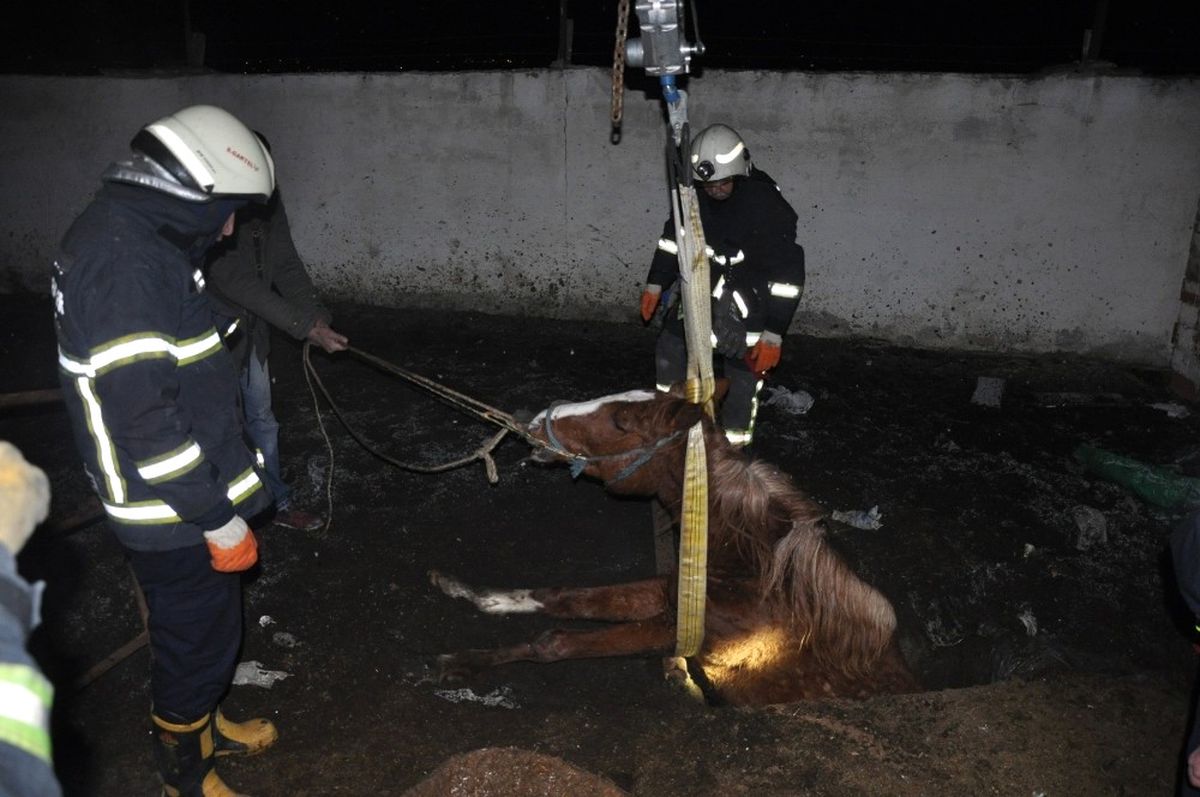 İtfaiye Ekipleri, Foseptik Çukuruna Düşen Yarış Atı İçin Seferber Oldu