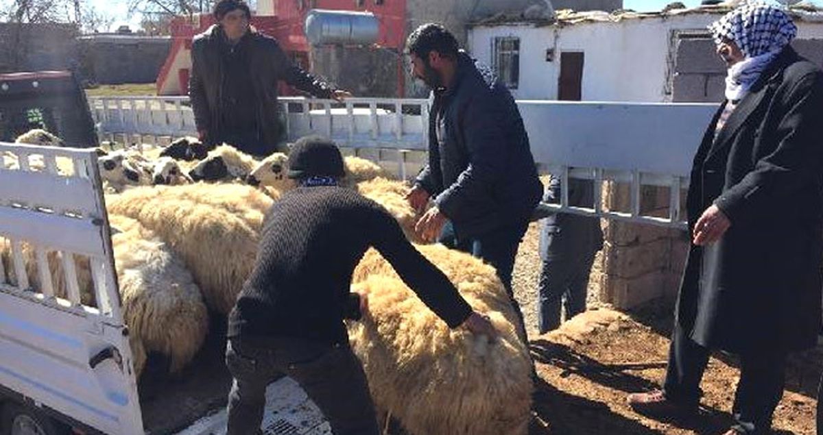 Jandarma Ekipleri, Elazığ'da Çalınan 40 Koyunu Diyarbakır'da Buldu