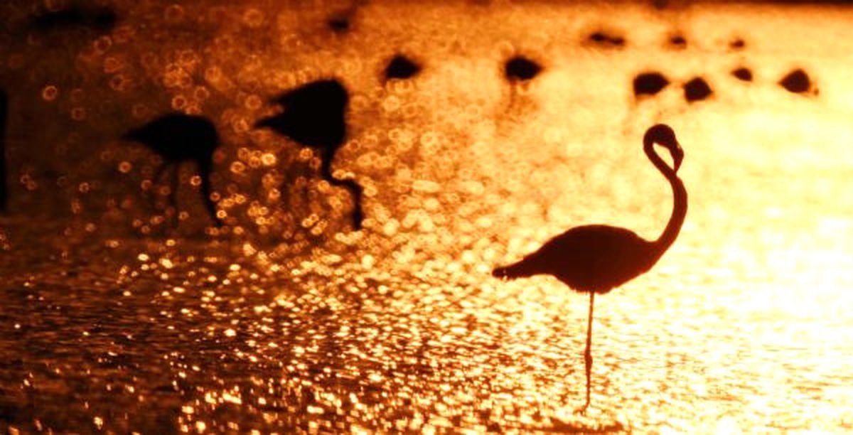 Muğla'da Görüntülenen Flamingolar Görsel Şova İmza Attı