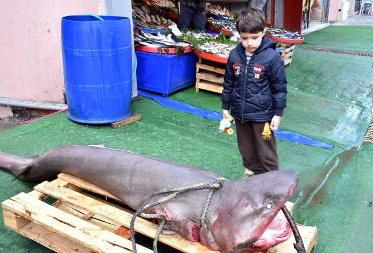 Marmara Denizi'nde 3 Metrelik Köpek Balığı Yakalandı