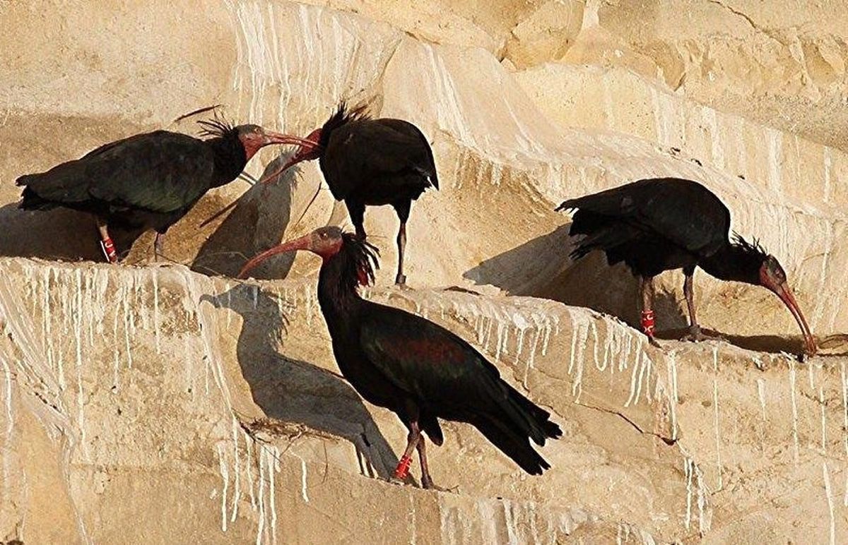 Koruma Altındaki 209 Kelaynak Doğaya Bırakıldı