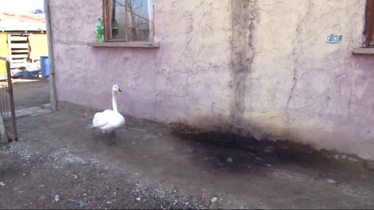 Edirne) Bir 'Garip' Dostluk Hikayesi.. Yabani Kuğu ile 34 Yıldır Birlikte Yaşıyor
