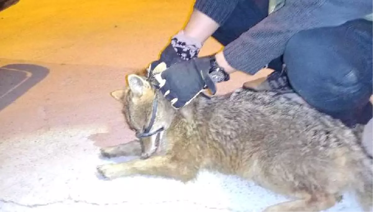 Yürüyemeyen Tilkiye Hastanede Tedavi