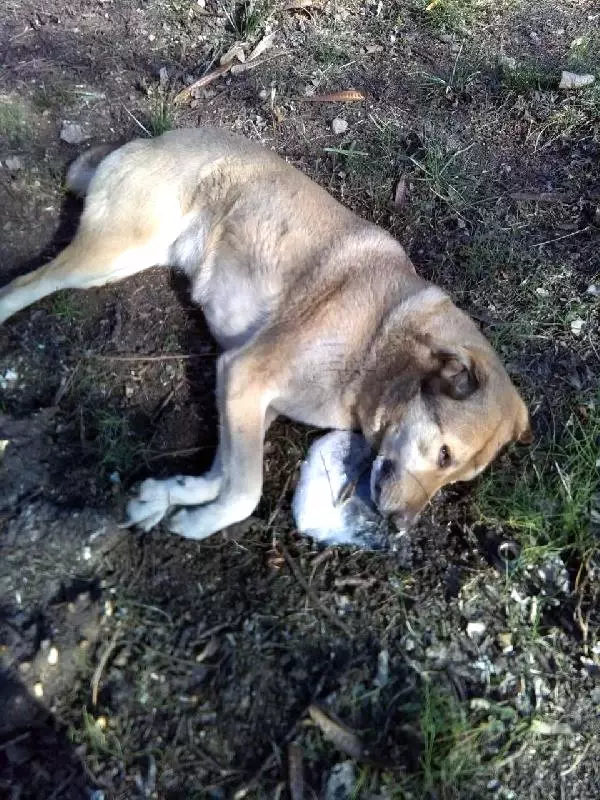 Adana�da Köpek Katliamı Haberler