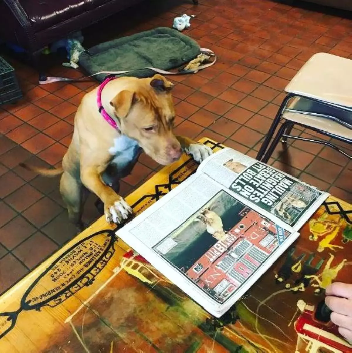 Metruk Evde Bulunan Köpek &quot;İtfaiyeci&quot; Oldu Haberler