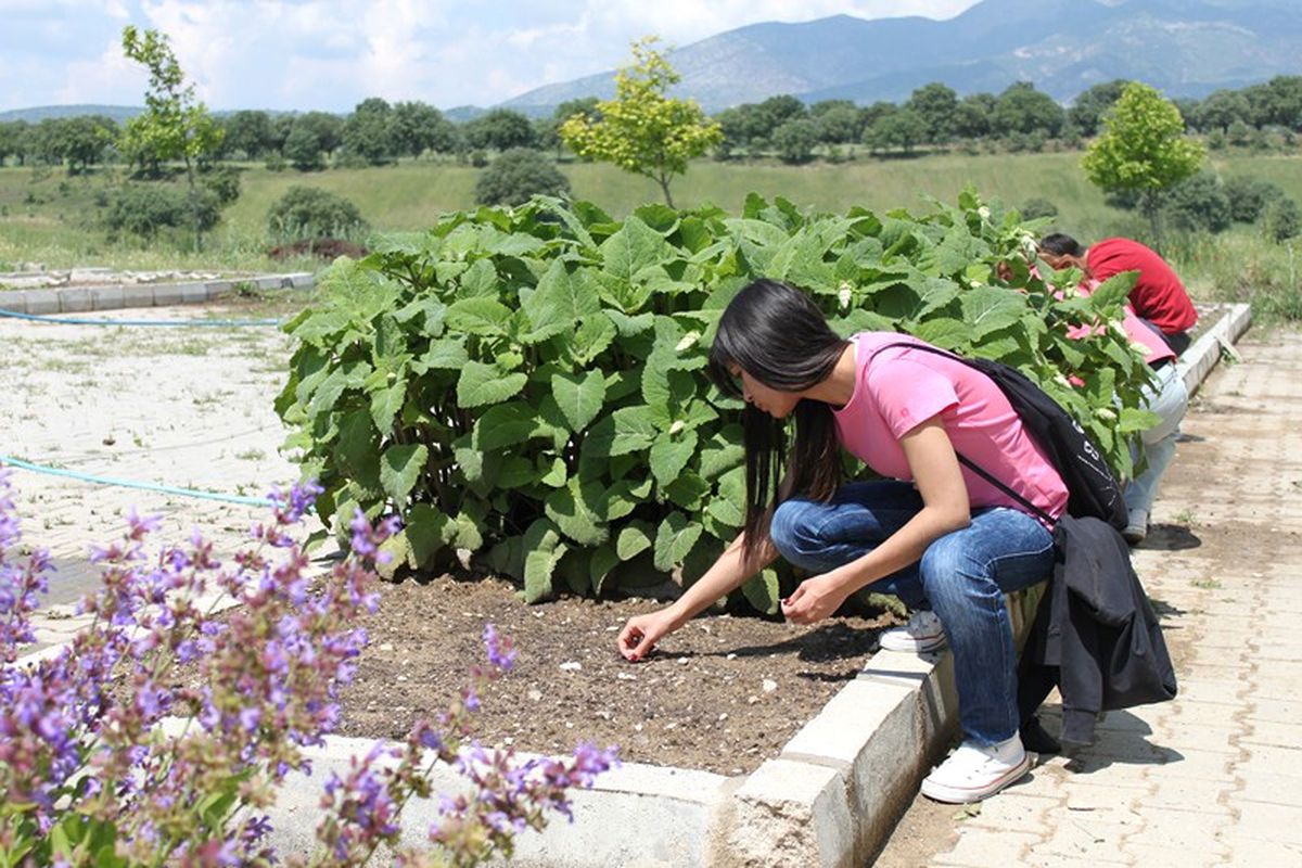 Sakarya'da Tıbbi ve Aromatik Bitki Üretimi Artıyor