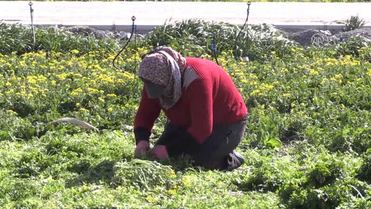 Hatay Maydanozu Yabancı Sofralara Lezzet Katıyor