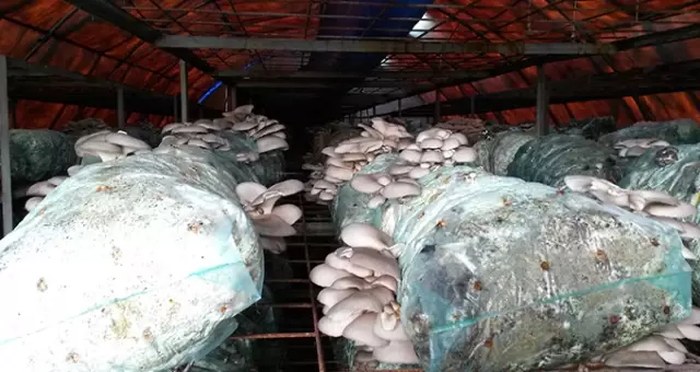 Mühendisliği Bırakıp İstiridye Mantarı Üretmeye Başladı, Parayı Buldu Mühendisliği Bırakıp İstiridye Mantarı Üretmeye Başladı, Parayı Buldu