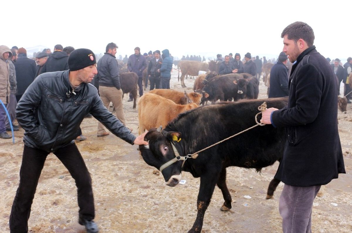 Ağrı Hayvan Pazarı'ndan Türkiye'nin Her Yerine Hayvan Sevkıyatı