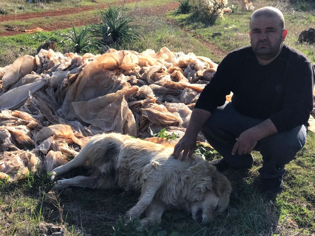 Antalyalı Vatandaş, Boş Arazide 2 Köpeği Öldürülmüş Halde Buldu