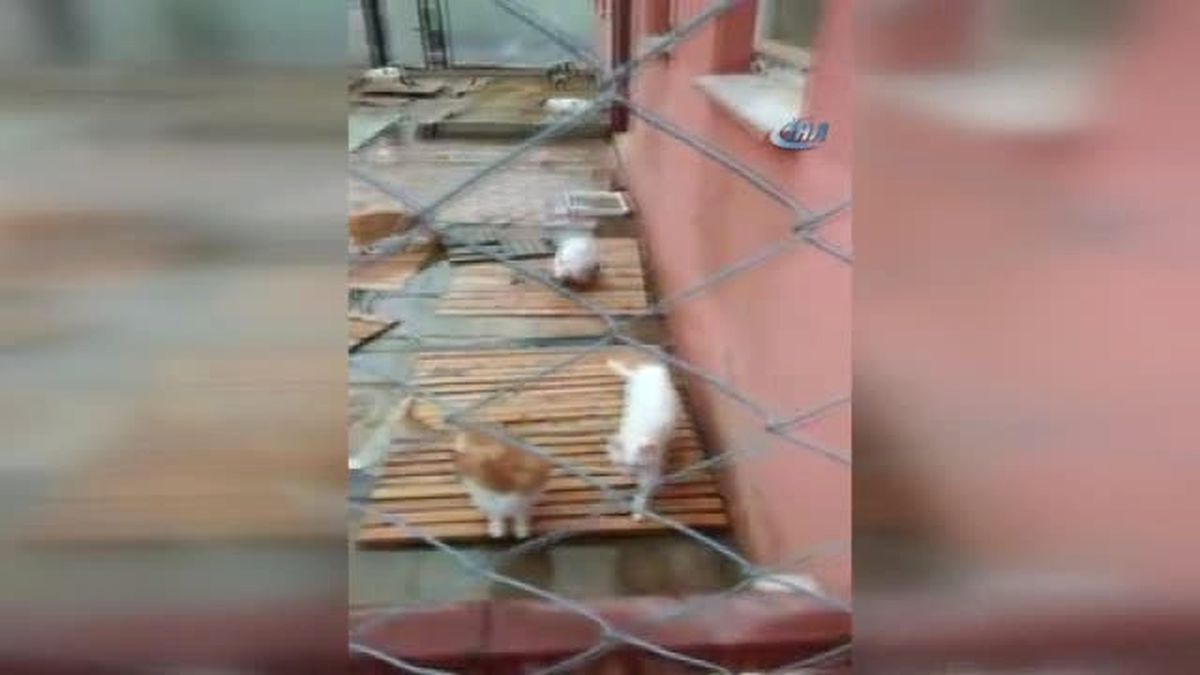 Barınaktaki Kediler Sular Altında Kaldı
