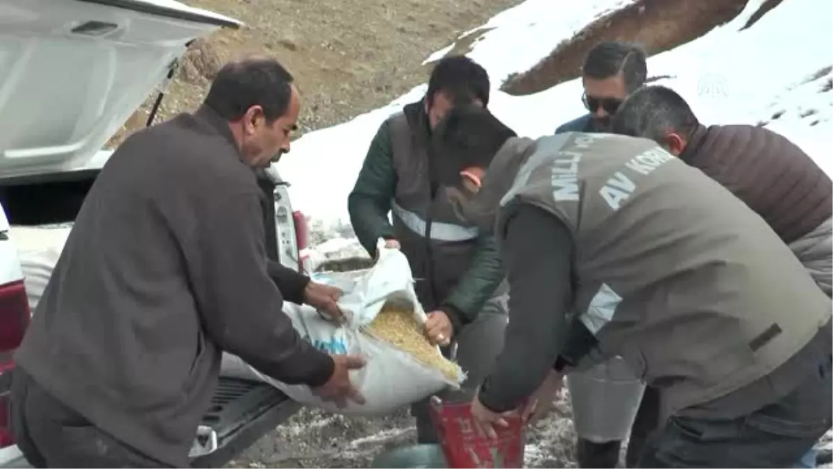 Çatak'ta Yaban Hayvanları Için Doğaya Yem Bırakıldı