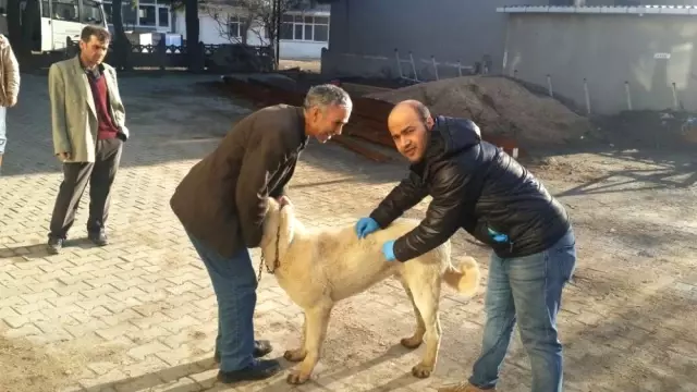 Malkara Da 5 Bin 500 Kopek Ve Kediye Kuduz Asisi Yapilacak Tekirdag
