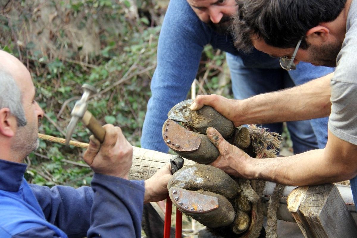 Artvin'de Boğalar Güreşe Nallanarak Hazırlanıyor
