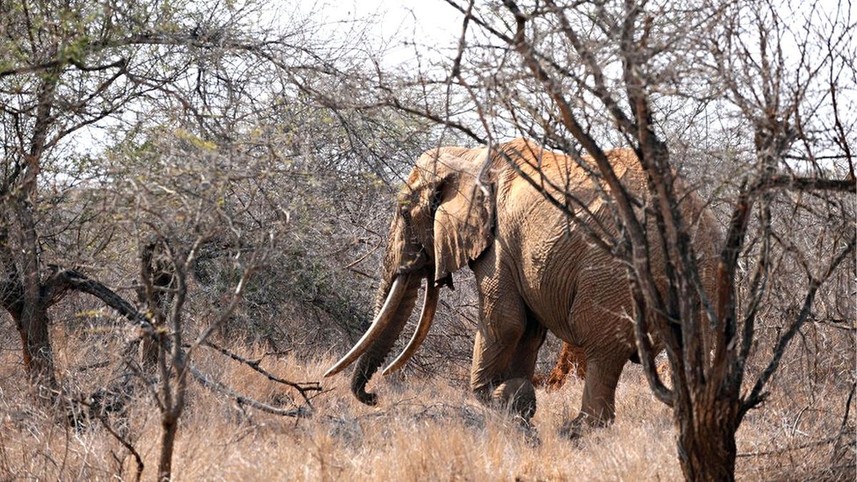 Afrika Kıtası'nın En Yaşlı Fili Satao'nun Cansız Bedeni Bulundu