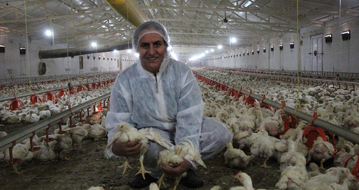 Gündelikçi Olarak Çalışan Kadın Tavuk Çiftliği Kurdu
