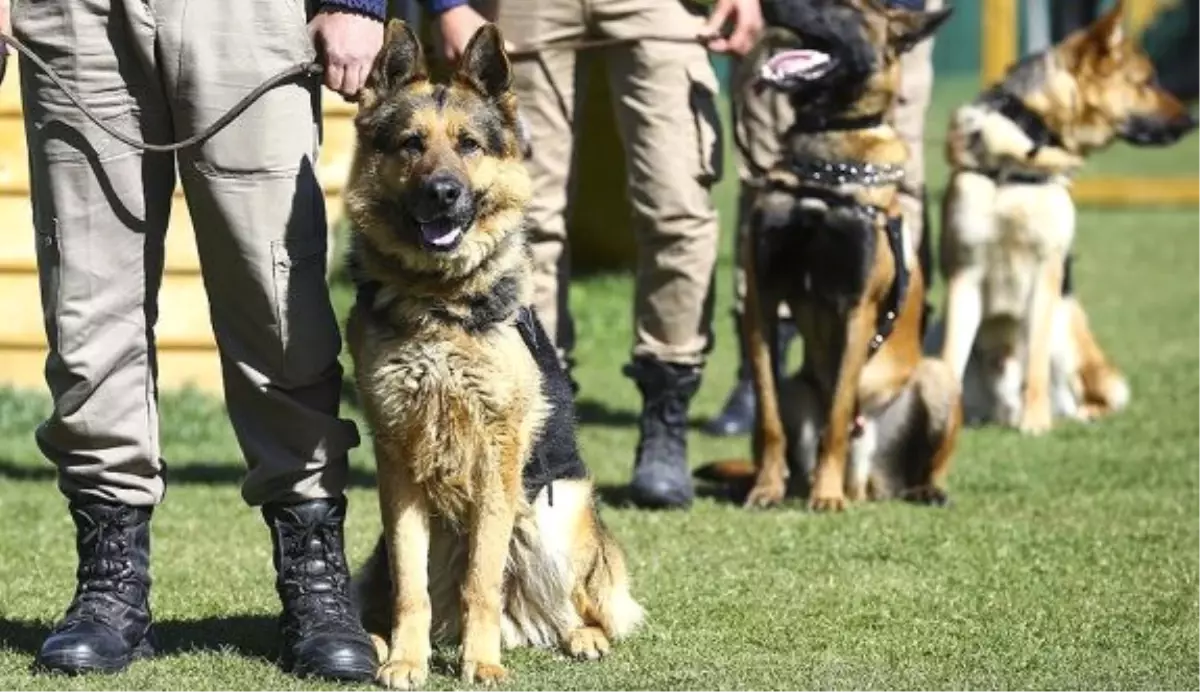 Hassas Burunlar'Dan Uyuşturucuyla Mücadelede Polise Büyük Destek