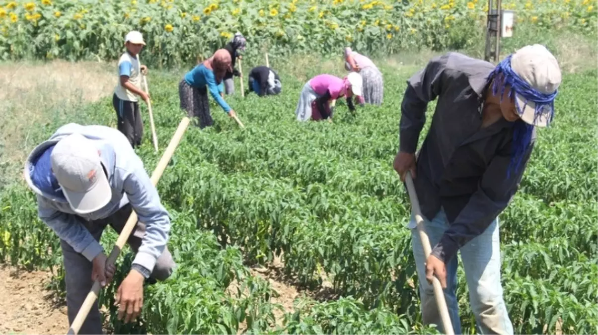 Tarım İşçisinin Günlük Ücreti Yüzde 13,4 Arttı