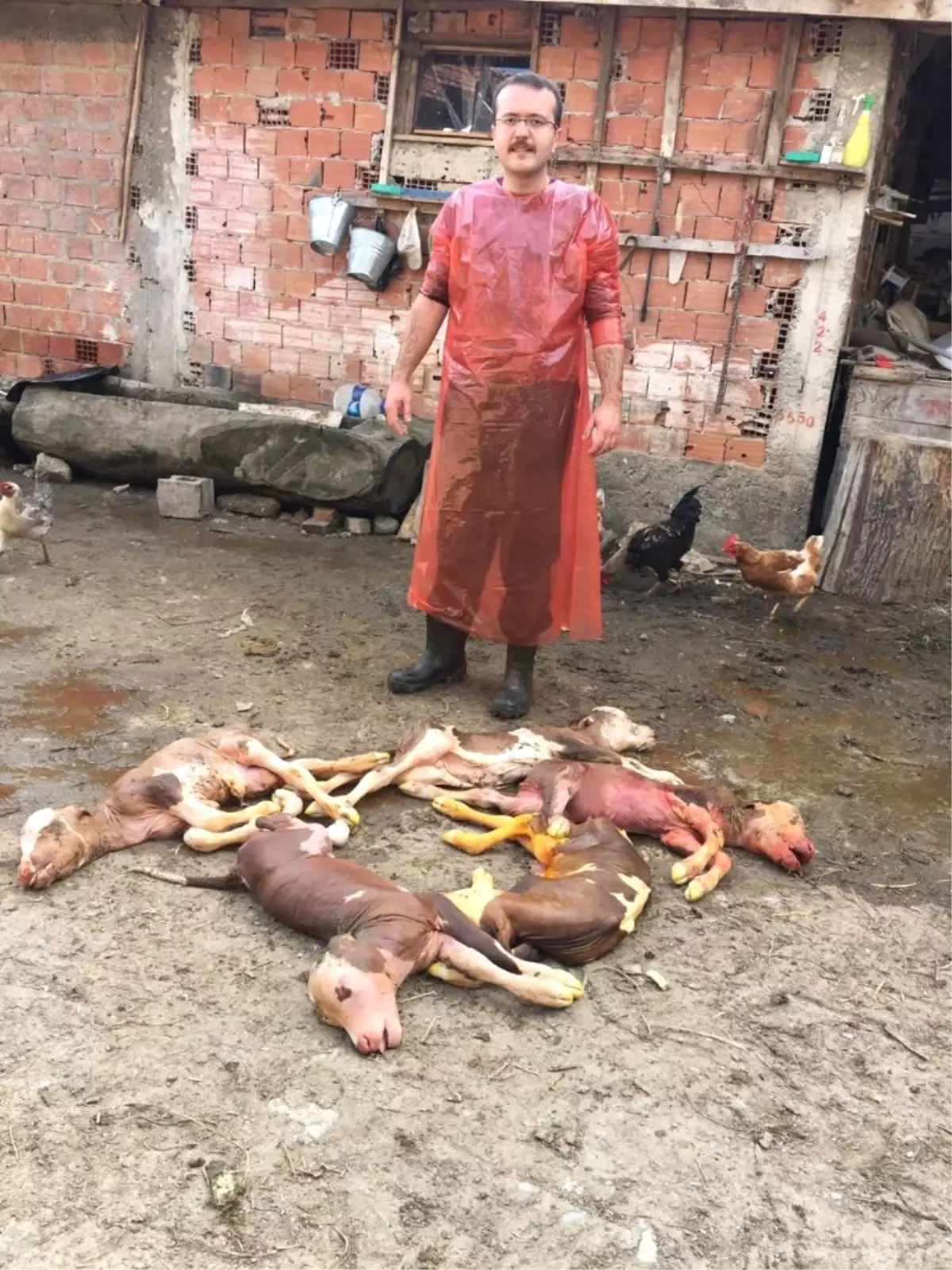 Kastamonu'da Beşiz Buzağılar Ölü Doğdu