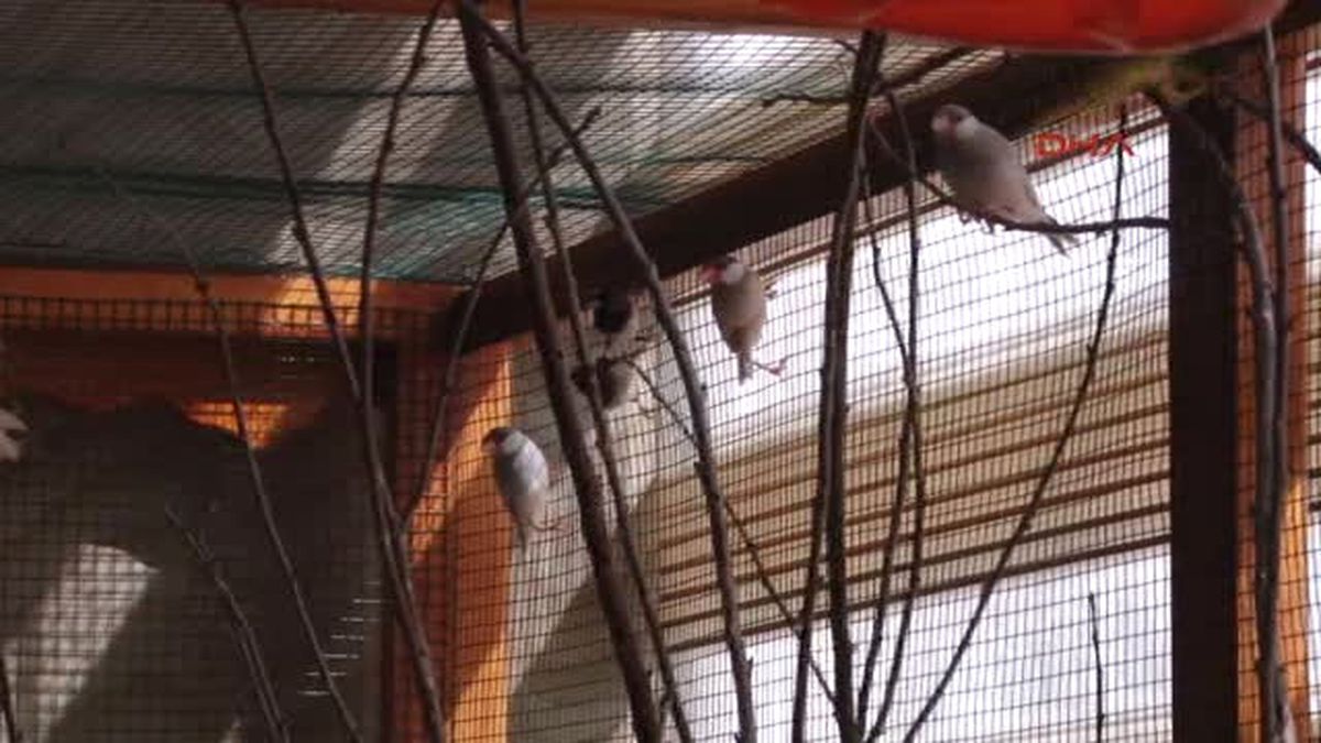 Gaziantep 20 Tür Kuşları Için Ofisinde 12 Metrekarelik Kafes Yaptırdı