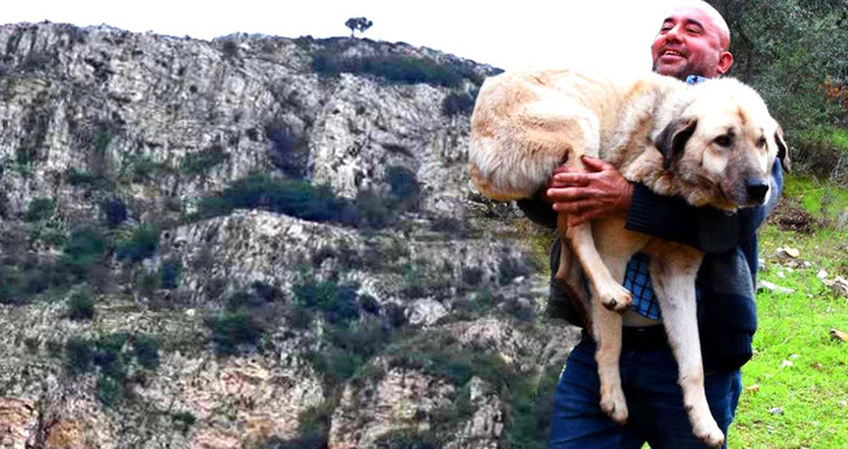 Çoban Köpeği, Kaybolduktan 10 Gün Sonra Dağın Zirvesinde Bulundu