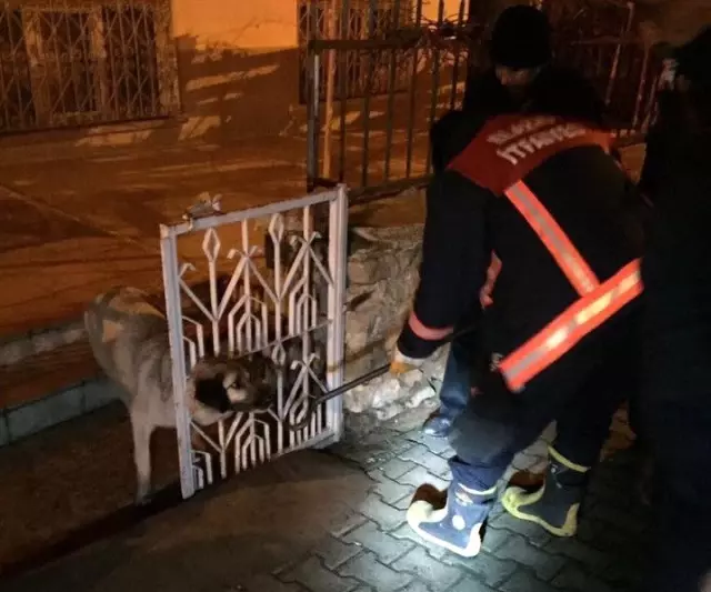 Kafası Demir Parmaklıklara Sıkışan Köpeği İtfaiye Kurtardı Haberler