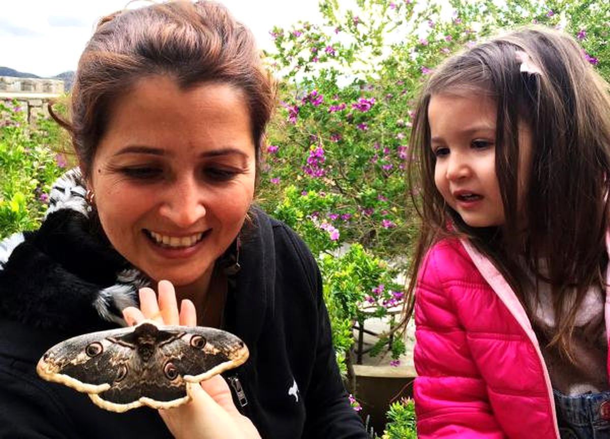 Minik Ada'nın Bulduğu Tavus Kelebeği Görenleri Mest Ediyor