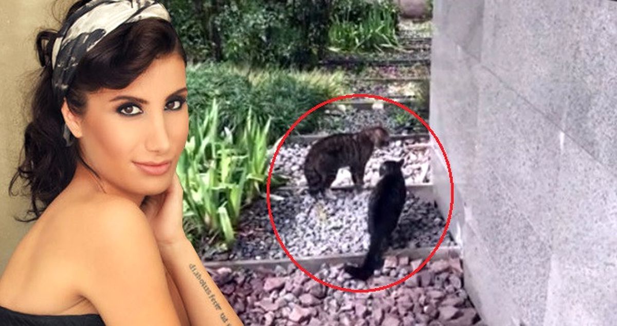 İrem Derici'den Yüzleri Güldüren Kedi Paylaşımı