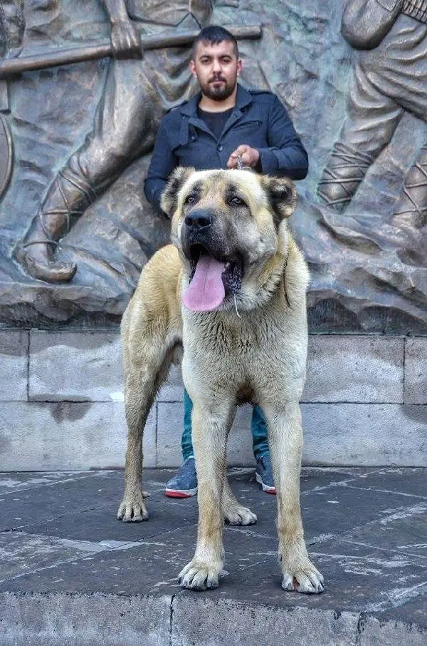 Kangal Köpekli Hollanda Tepkisi Yürekleri Varsa Getirsinler Haberler
