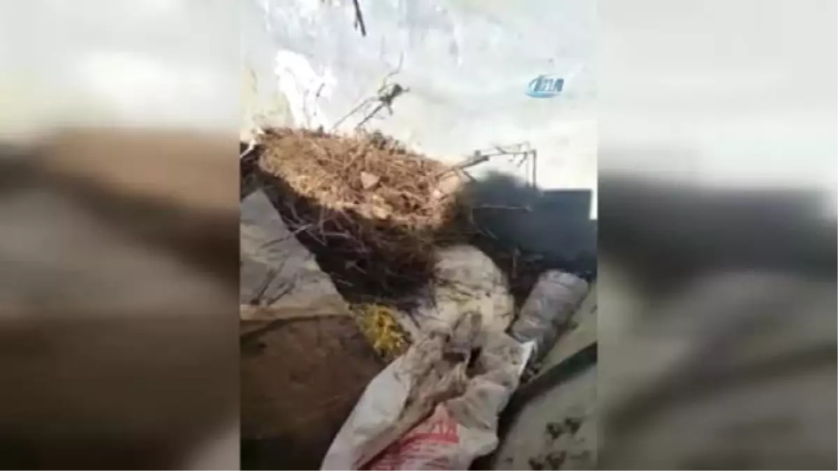 Boşaltılan Kedi Köyünde 4 Köpek, 4 Kedi Toprağa Gömülü Halde Bulundu