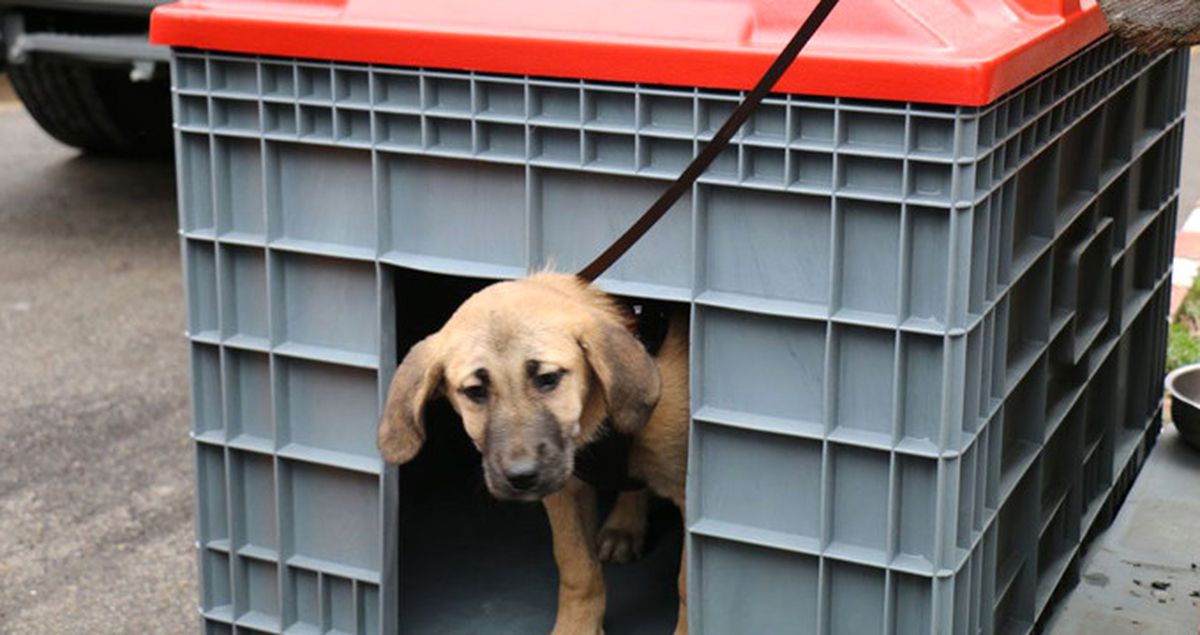 İBB: 'Kuyu' Köpek Sağlığı Açısından Müşahade Altına Alındı