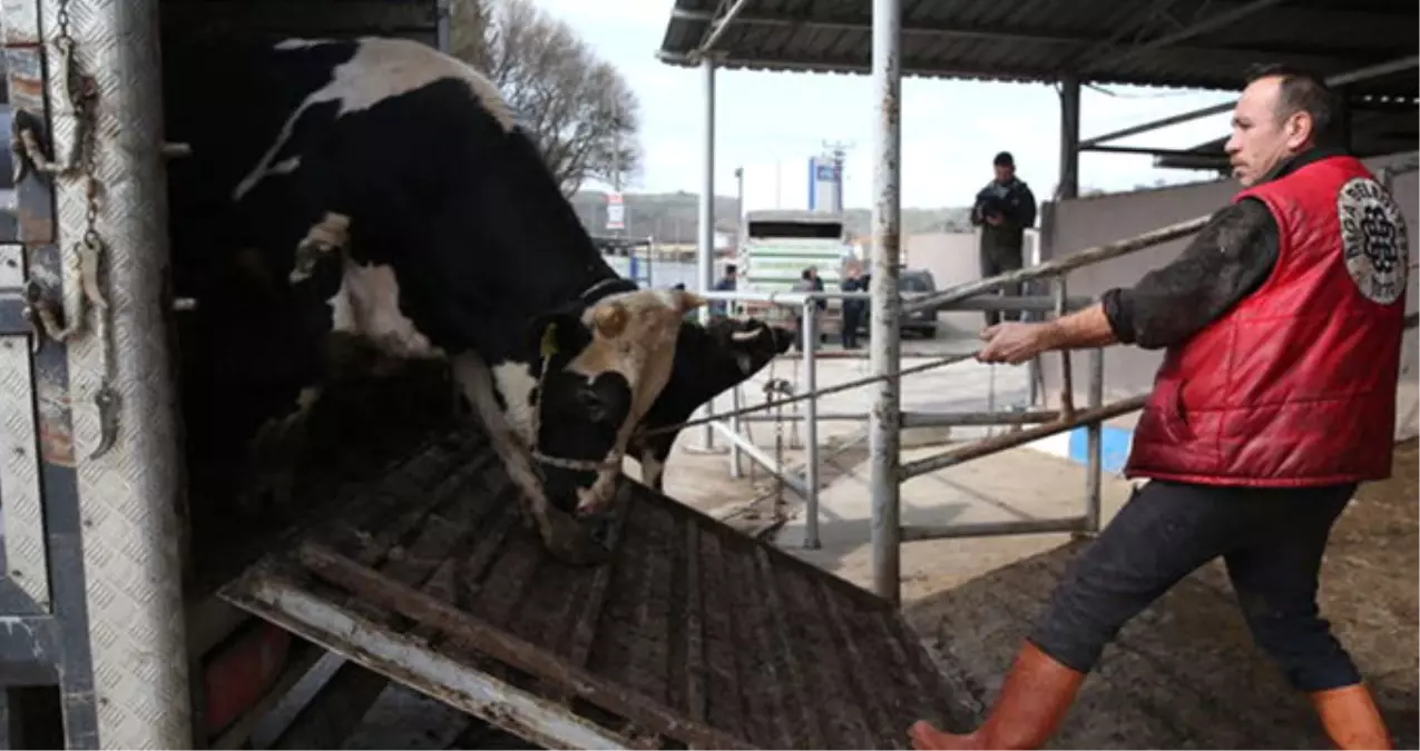 Kırmızı Et Üreticileri Hollanda İneklerini Geri Gönderdi