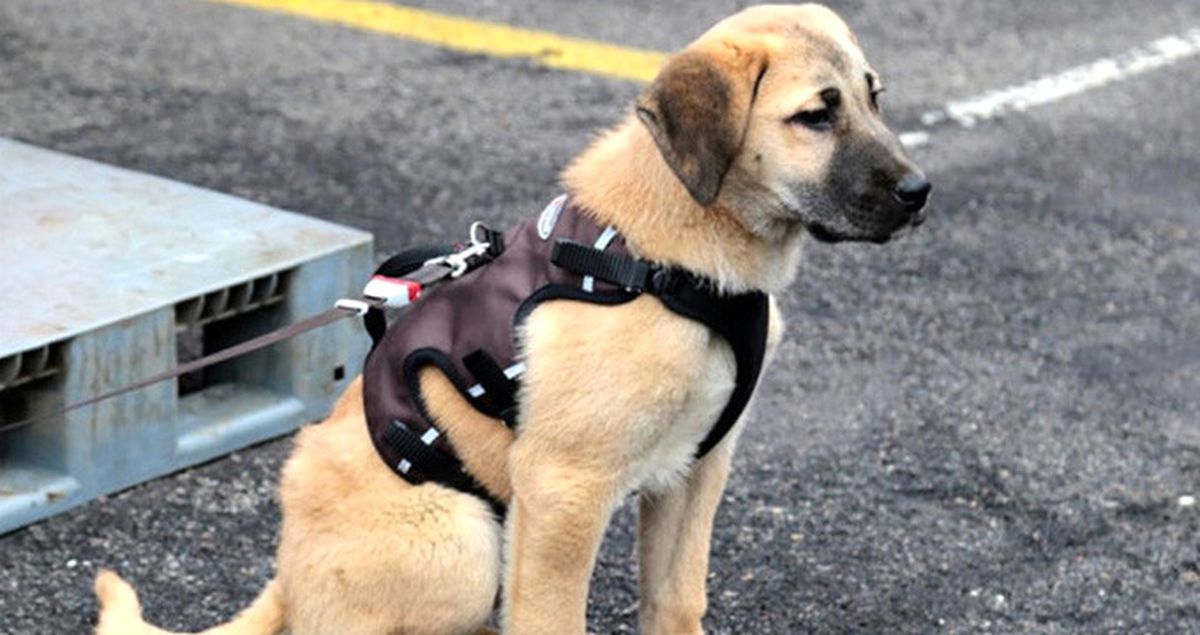 Türkiye'nin Günlerce Konuştuğu 'Kuyu' Köpek Karantina Altına Alındı