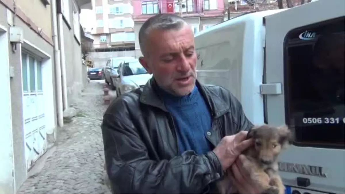 Yaralı ve Hasta Köpekler Tedavi İçin Eskişehir'e Gönderildi