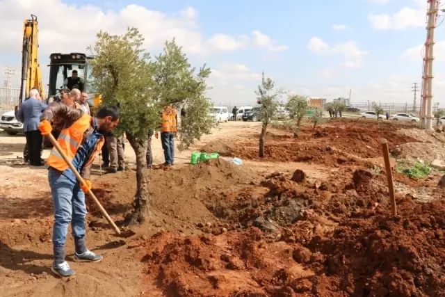 Zeytin Ağacı Nakilleri Sürüyor