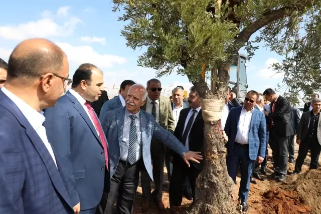 Zeytin Ağacı Nakilleri Sürüyor