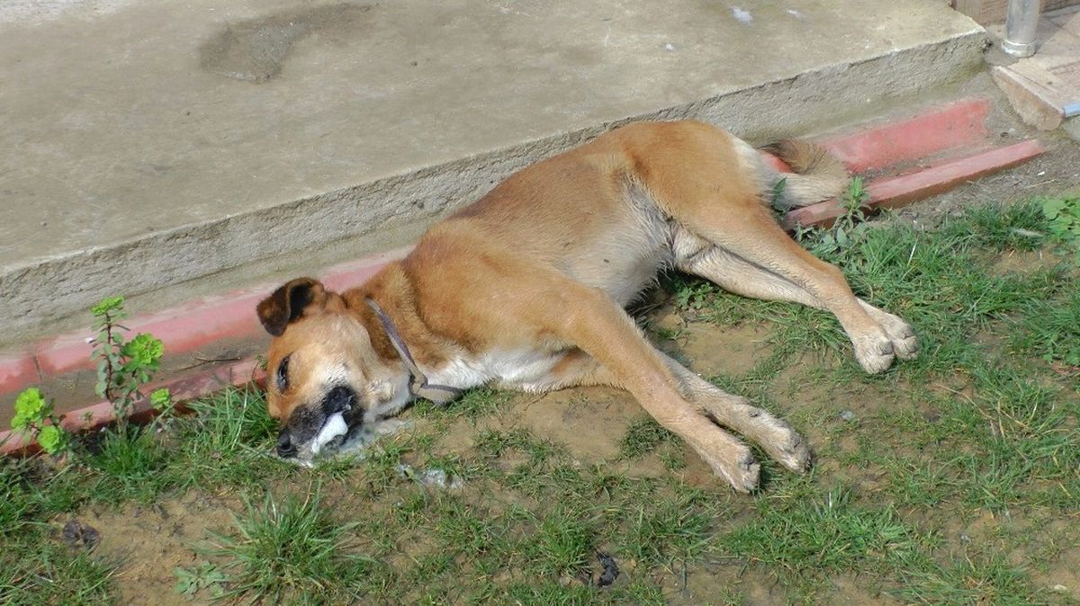 Düzce'de Köpekleri Zehirlediler