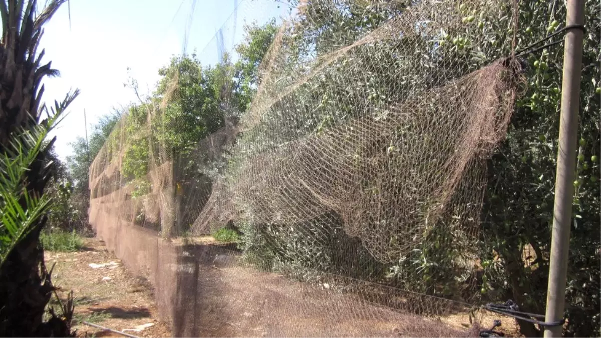 Kıbrıs'taki İngiliz Üssünde Kaçak Avcılar, 800 Bin Kuşu Öldürdü