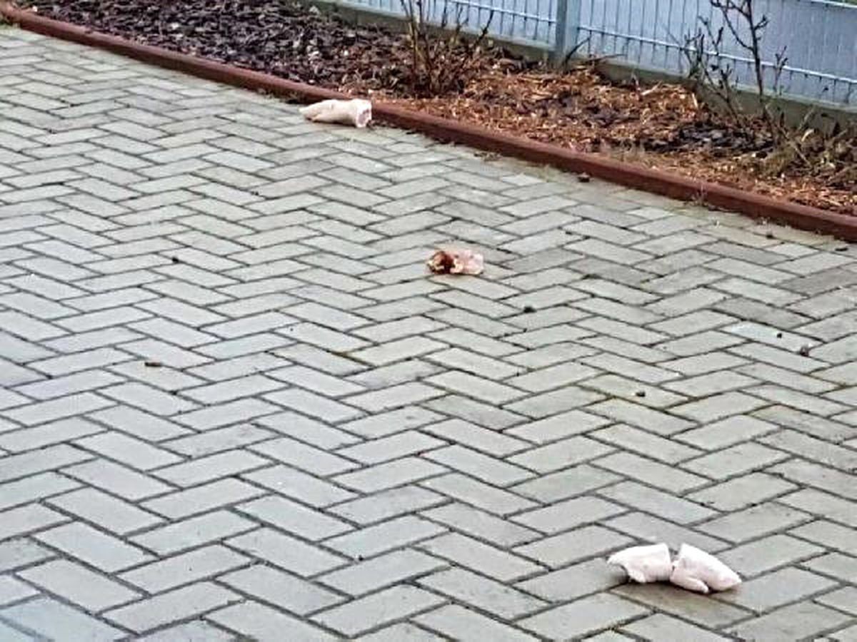 Almanya'da Camiye Domuz Kulağı Fırlatıldı