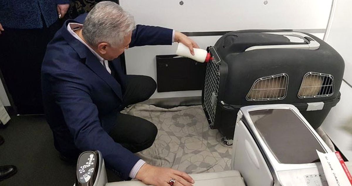 Kendi Köyünde Sevdiği Kuzular Başbakan'a Hediye Edildi