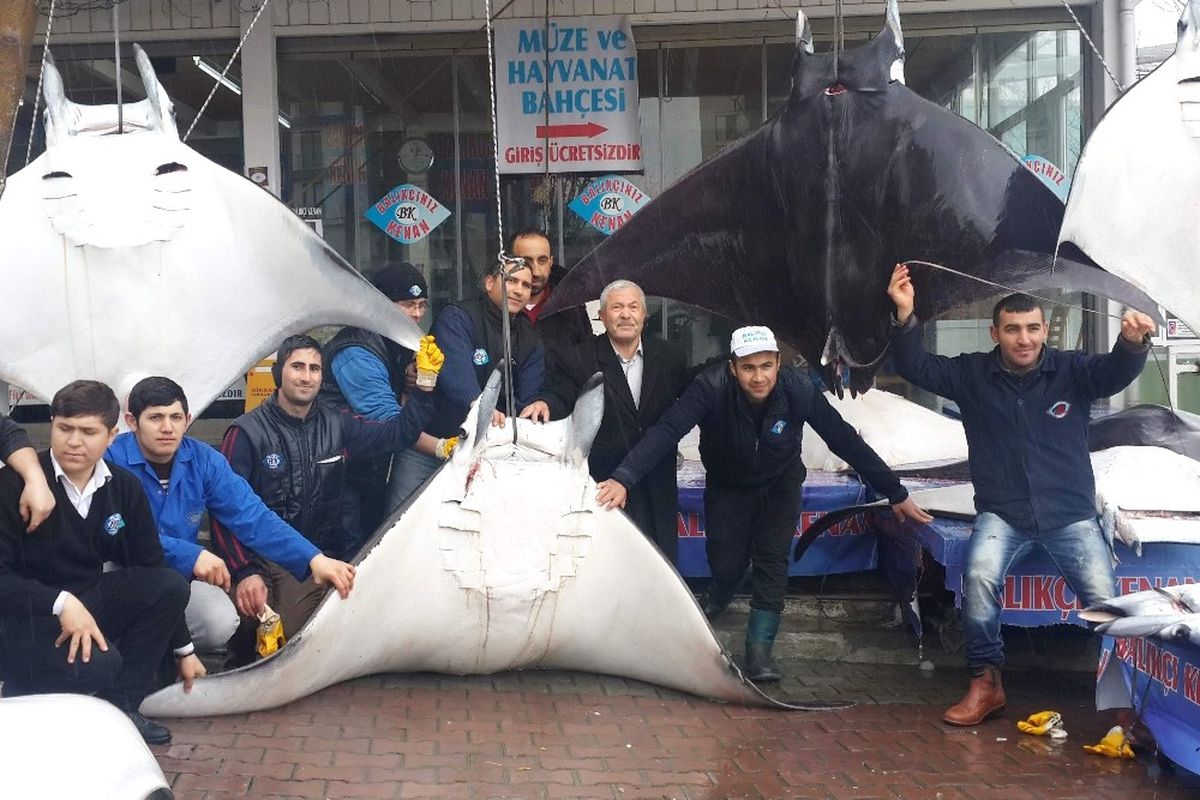 Akdeniz'in Manta'ları Tezgahları Süsleyince Bilim Dünyası Ayağa Kalktı