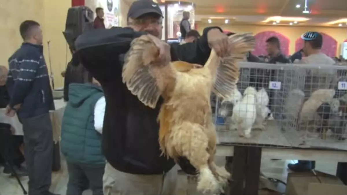 Tavuk Müzayedesindeki Fiyatlar Dudak Uçuklattı