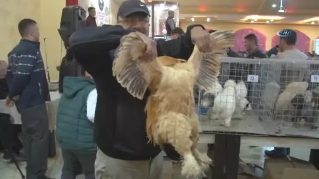 Neden tavuk değil sorusuna cevap veriyoruz Neden tavuk değil sorusuna cevap veriyoruz